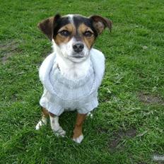 Chihuahua /Jack russell Frida R.I.P