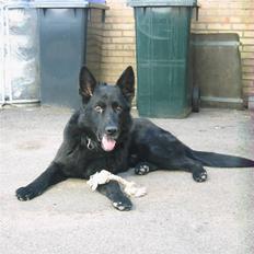 Schæferhund Isi <3 R.I.P ;´/