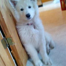 Hvid Schweizisk Hyrdehund Jinka Josefine