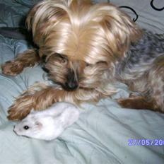 Yorkshire terrier Mulle † DØD 1.6.2011 †