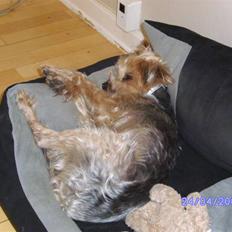 Yorkshire terrier Mulle † DØD 1.6.2011 †