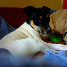 Dansk svensk gaardhund Debbie