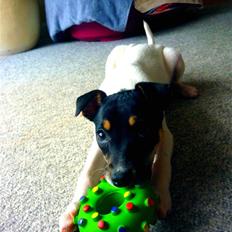 Dansk svensk gaardhund Debbie