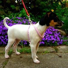 Dansk svensk gaardhund Debbie