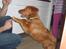 Nova scotia duck tolling retriever Tasha 