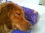 Nova scotia duck tolling retriever Tasha 