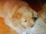 Nova scotia duck tolling retriever Tasha 