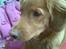 Nova scotia duck tolling retriever Tasha 