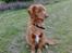 Nova scotia duck tolling retriever Tasha 