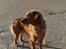 Nova scotia duck tolling retriever Tasha 