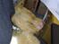 Nova scotia duck tolling retriever Tasha 