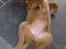 Nova scotia duck tolling retriever Tasha 