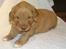 Nova scotia duck tolling retriever Tasha 