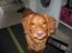Nova scotia duck tolling retriever Tasha 