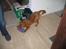 Nova scotia duck tolling retriever Tasha 