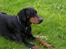 Dobermann Chico- R.I.P;( - chico