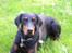 Dobermann Chico- R.I.P;( - Chico.. R.I.P...;(