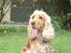 Cocker spaniel donna - min lille prinsesse