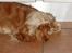 Cocker spaniel donna - der var hun også blondi