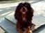 Cavalier king charles spaniel Johnny - Søød