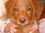 Nova scotia duck tolling retriever Tasha 