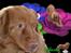 Nova scotia duck tolling retriever charlie - 3) min smukke basse!<3