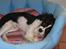 Cavalier king charles spaniel Jobbe - 5 måneder gammel