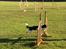 Cavalier king charles spaniel Jobbe - Jobbe til agility