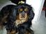 Cavalier king charles spaniel Johnny - Min prins <3
