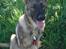 Schæferhund Nederholms Jasko (Sov sødt min dreng) <3 - - Only you kan smile like that to the world .. 
