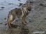 Schæferhund Nederholms Jasko (Sov sødt min dreng) <3 - - Water or land ? it dosen´t matter , if just we are together .. 
