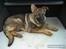 Schæferhund Nederholms Jasko (Sov sødt min dreng) <3 - - Go on adventures every day together .. 