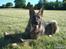 Schæferhund Nederholms Jasko (Sov sødt min dreng) <3 - - You are not only my friend , your are my partner too , we are a team together .. <3 