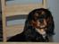 Cavalier king charles spaniel Lulu
