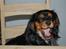 Cavalier king charles spaniel Lulu