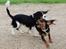 Cavalier king charles spaniel Lulu