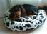 Cavalier king charles spaniel Lulu