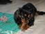 Cavalier king charles spaniel Lulu