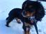 Cavalier king charles spaniel Lulu