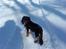 Cavalier king charles spaniel Lulu