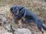 Cavalier king charles spaniel Lulu