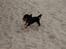 Cavalier king charles spaniel Lulu