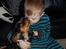 Cavalier king charles spaniel Lulu