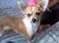 Chihuahua ¨˜”°º•Bailey•º°”˜¨