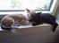 Chihuahua ¨˜”°º•Bailey•º°”˜¨