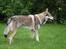 Tjekkoslovakisk ulvehund Cember