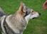 Tjekkoslovakisk ulvehund Cember