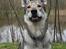Tjekkoslovakisk ulvehund Cember