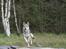 Tjekkoslovakisk ulvehund Cember