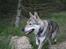 Tjekkoslovakisk ulvehund Cember